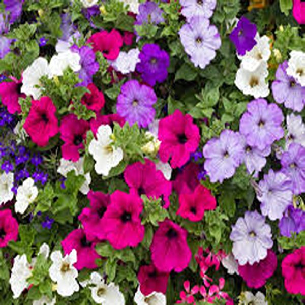 PETUNIA SPP. - Image 5