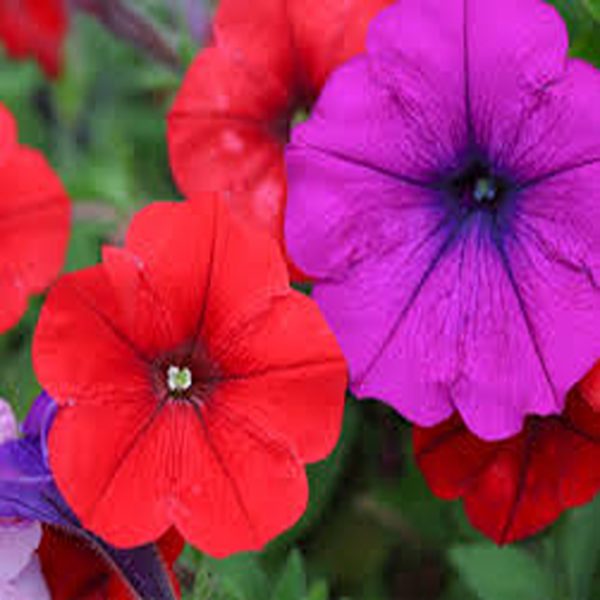 PETUNIA SPP. - Image 4