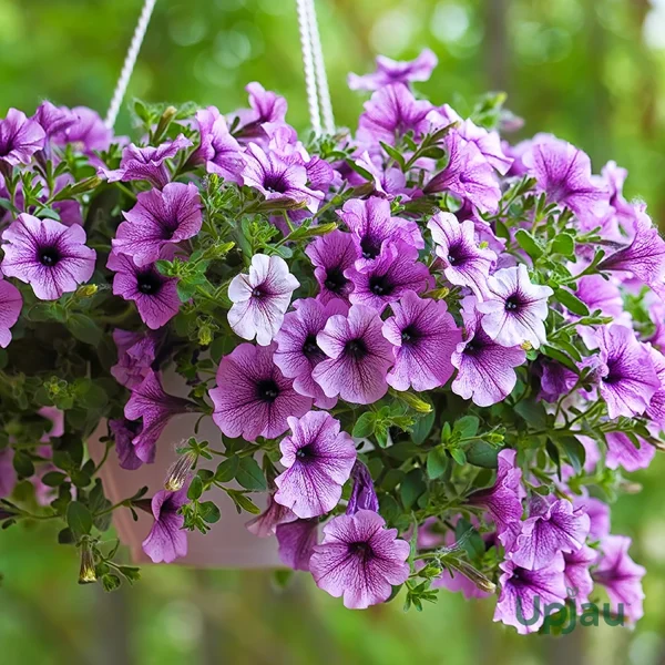 PETUNIA SPP. - Image 3