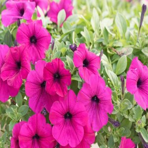 PETUNIA