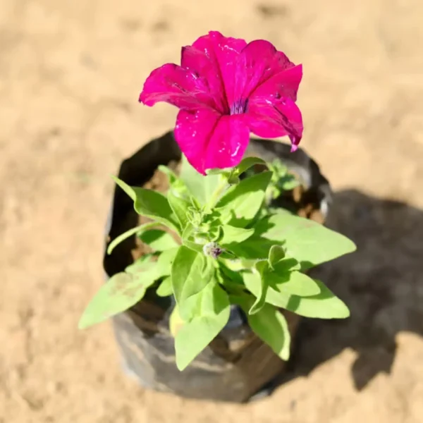 PETUNIA SPP.