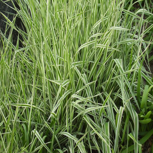 HP-PHALARIS AR. VARIEGATA - Image 4