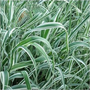 HP-PHALARIS AR. VARIEGATA