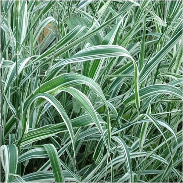 HP-PHALARIS AR. VARIEGATA - Image 2