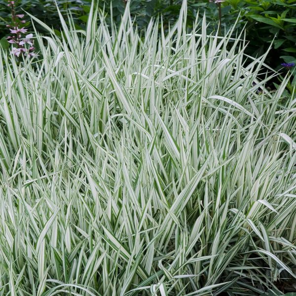 HP-PHALARIS AR. VARIEGATA - Image 3