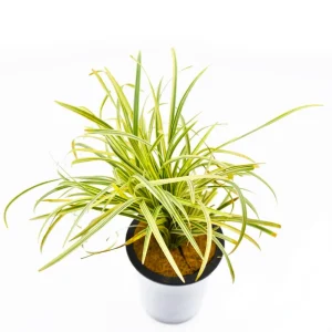 HP-PHALARIS AR. VARIEGATA