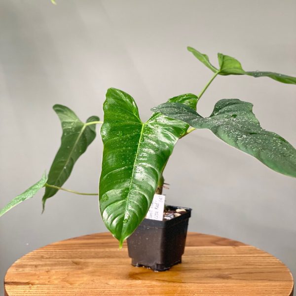 PHP-PHILODENDRON B. C. SPORT