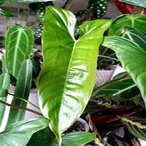 PHP-PHILODENDRON B. C. SPORT