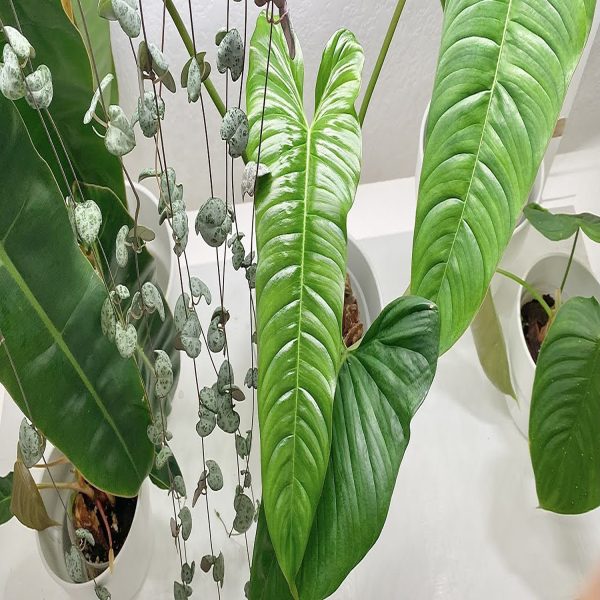 PHP-PHILODENDRON B. C. SPORT - Image 3