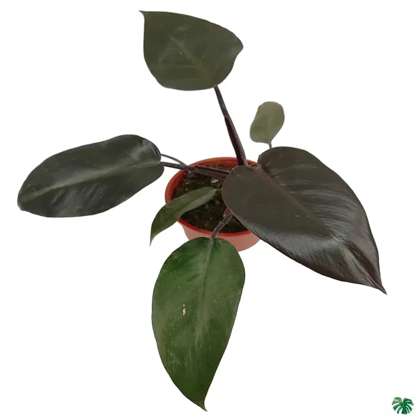 PHP-PHILODENDRON B. CARDINAL