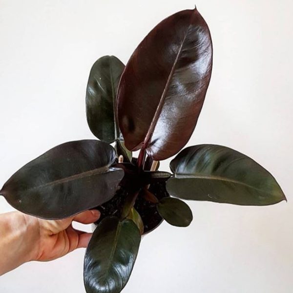 PHP-PHILODENDRON B. CARDINAL - Image 2
