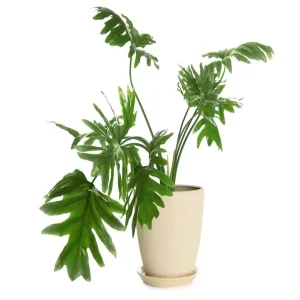 HP-PHILODENDRON BIPINNATIFIDUM