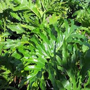 PHP-PHILODENDRON BIPINNATIFIDUM