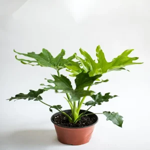 PHP-PHILODENDRON BIPINNATIFIDUM