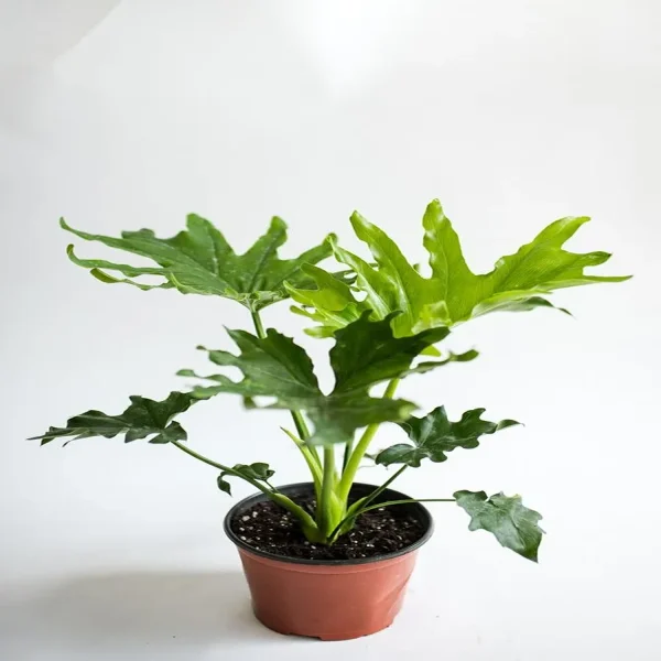 PHP-PHILODENDRON BIPINNATIFIDUM