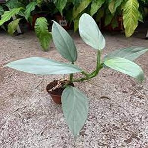 HP-PHILODENDRON BLUE MIST