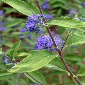 HP-PHILODENDRON BLUE MIST