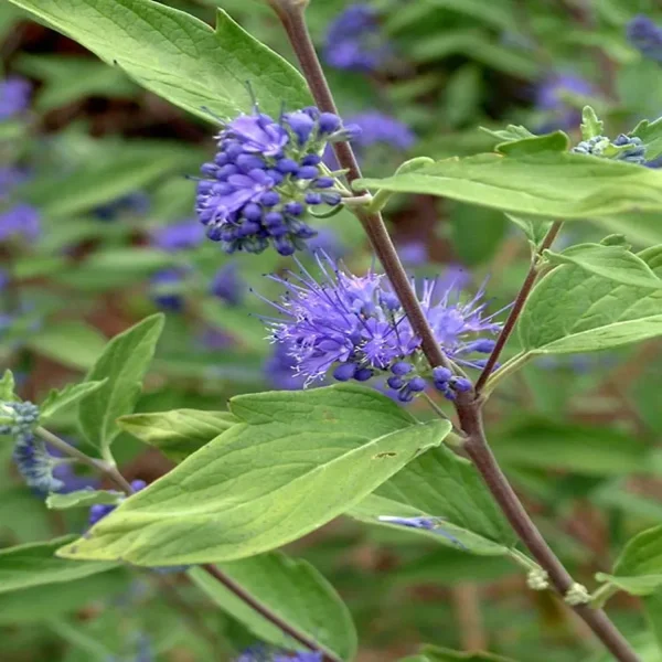 PHP-PHILODENDRON BLUE MIST - Image 2