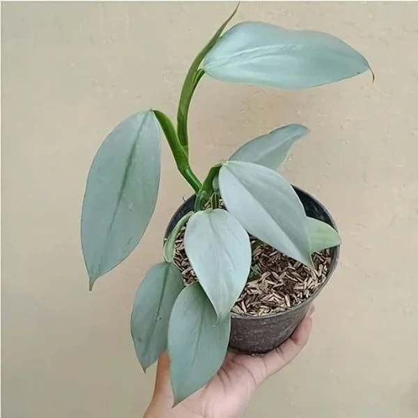 PHP-PHILODENDRON BLUE MIST - Image 3