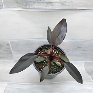 PHP-PHILODENDRON BURGUNDY