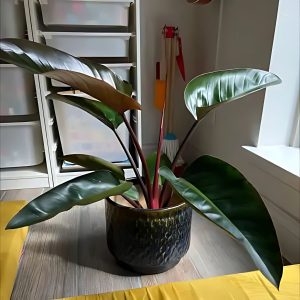PHP-PHILODENDRON BURGUNDY