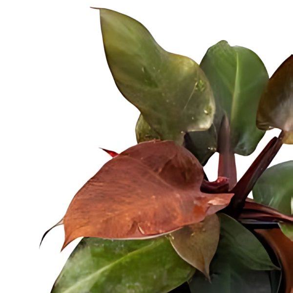 PHP-PHILODENDRON BURGUNDY - Image 3