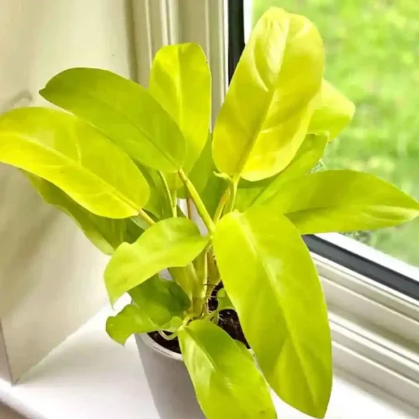 PHP-PHILODENDRON CEYLON GOLD - Image 3