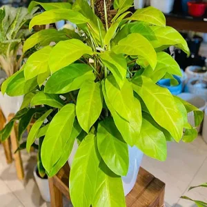PHP-PHILODENDRON CEYLON GOLD