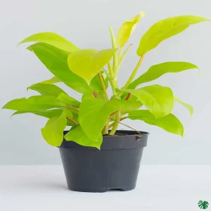 PHP-PHILODENDRON CEYLON GOLD