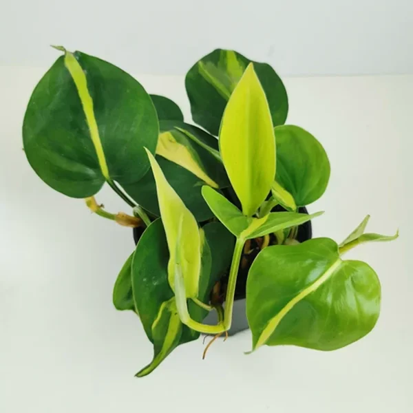 PHP-PHILODENDRON CHARM - Image 3