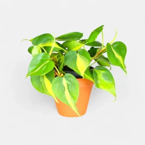 HP-PHILODENDRON CHARM