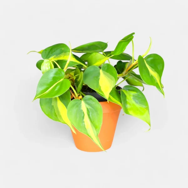 PHP-PHILODENDRON CHARM