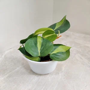 HP-PHILODENDRON CHARM