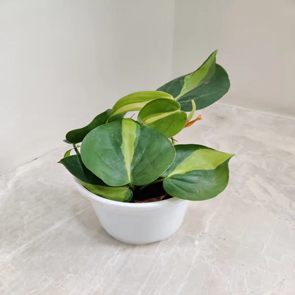 PHP-PHILODENDRON CHARM - Image 2