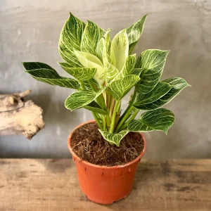 HP-PHILODENDRON D. VARIEGATUM