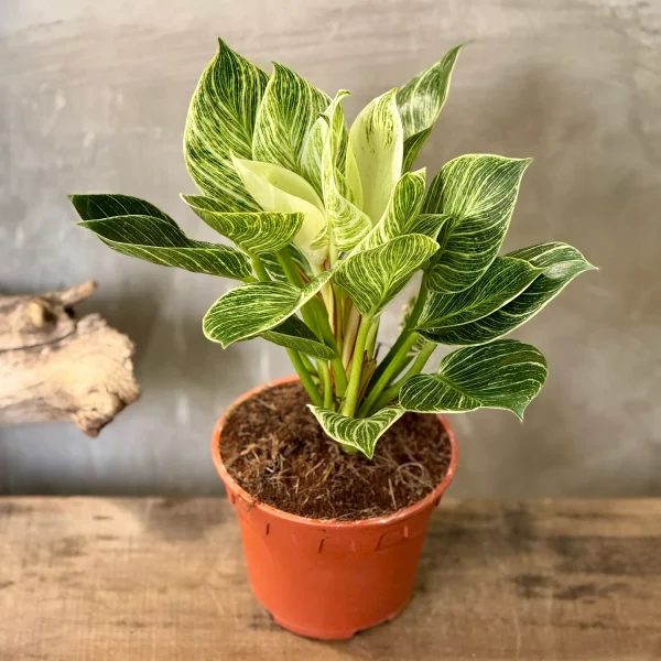 HP-PHILODENDRON D. VARIEGATUM