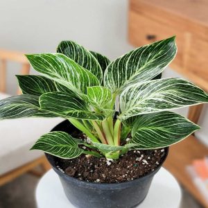 HP-PHILODENDRON D. VARIEGATUM