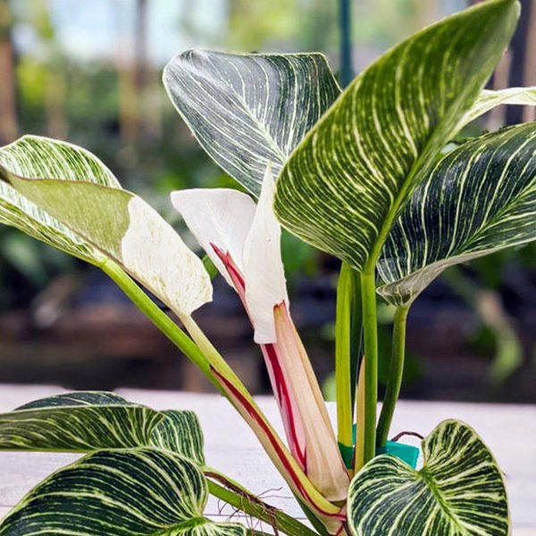 HP-PHILODENDRON D. VARIEGATUM - Image 3