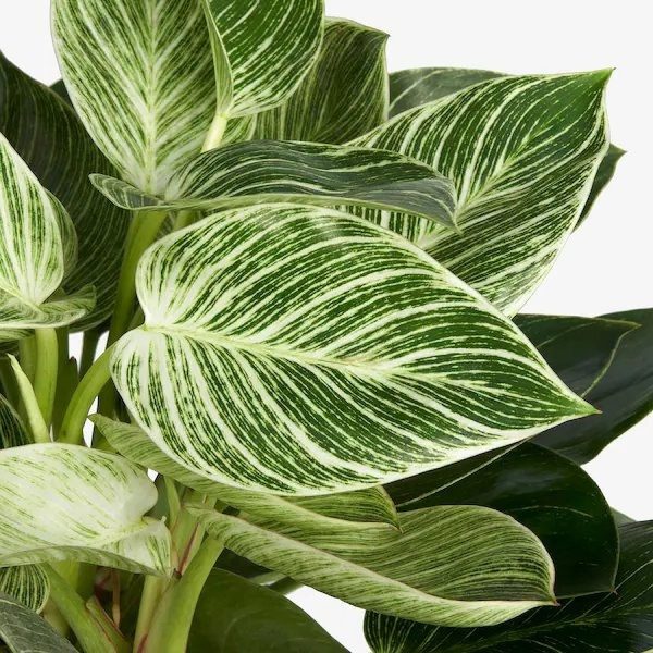 HP-PHILODENDRON D. VARIEGATUM - Image 4