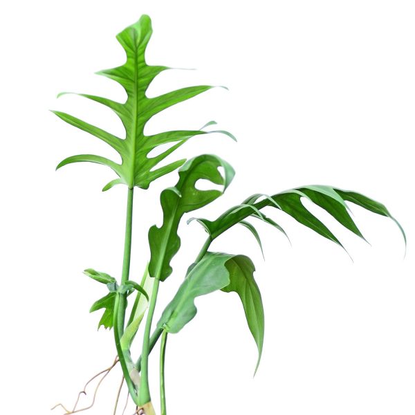 HP-PHILODENDRON ELEGANS - Image 2