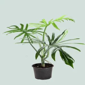 HP-PHILODENDRON ELEGANS