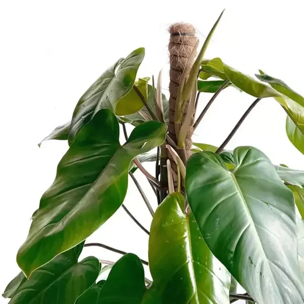 HP-PHILODENDRON EMERALD DUKE - Image 4