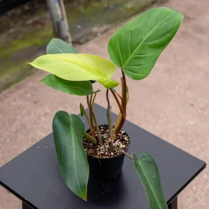 HP-PHILODENDRON EMERALD DUKE
