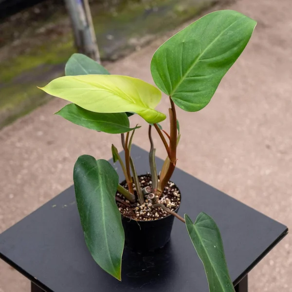 HP-PHILODENDRON EMERALD DUKE