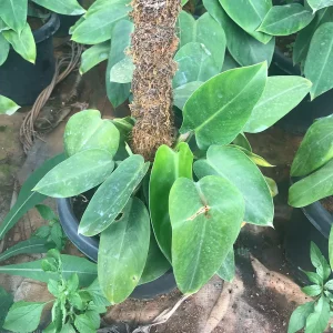 HP-PHILODENDRON EMERALD DUKE