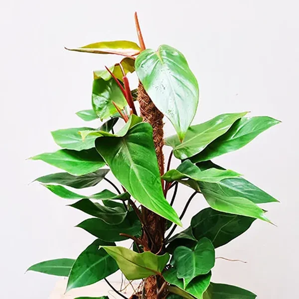 HP-PHILODENDRON EMERALD DUKE - Image 3