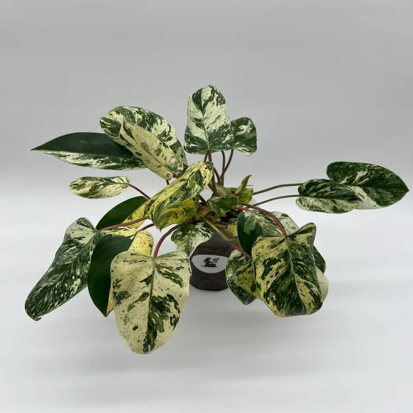 HP-PHILIDENDRON EMERALD KING - Image 3