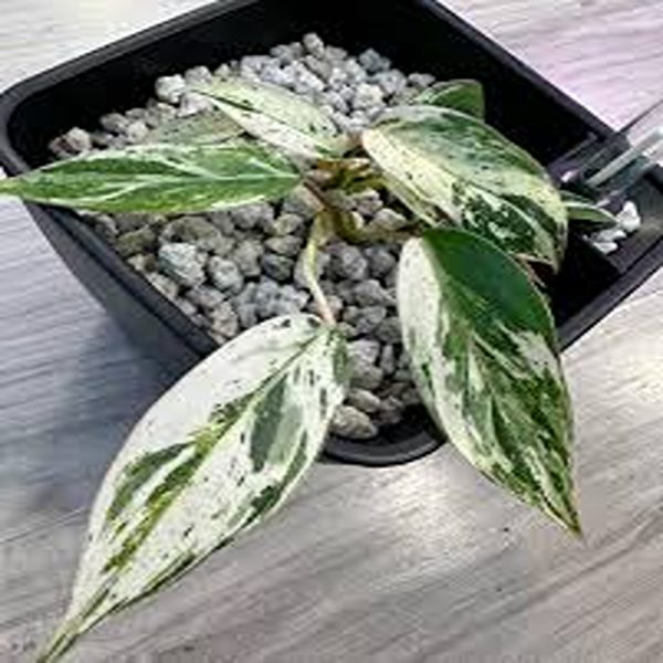 HP-PHILIDENDRON EMERALD KING - Image 4