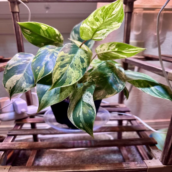 HP-PHILIDENDRON EMERALD KING