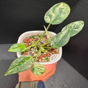 HP-PHILIDENDRON EMERALD KING